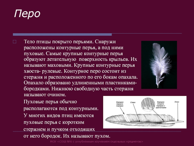 Перья крыла. Тело птиц покрыто перьями. Контурные перья расположены. Летательная поверхность крыла образована контурными перьями. Контурное перо расположение.