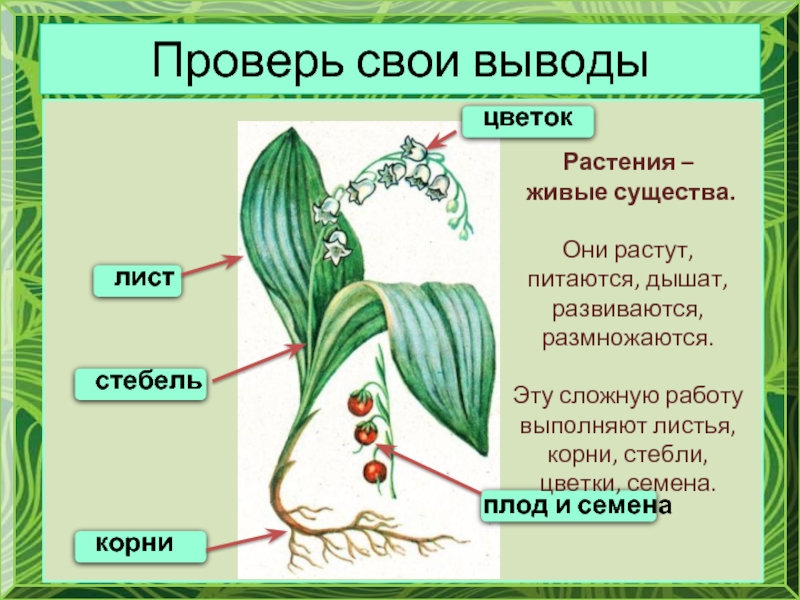 Растения живые существа. Как доказать что растение живое существо. Цветок это живое существо. Какую работу выполняет лист растения.