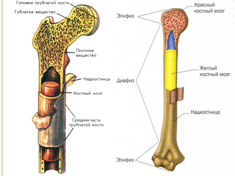 Строение трубчатой кости человека рисунок с подписями