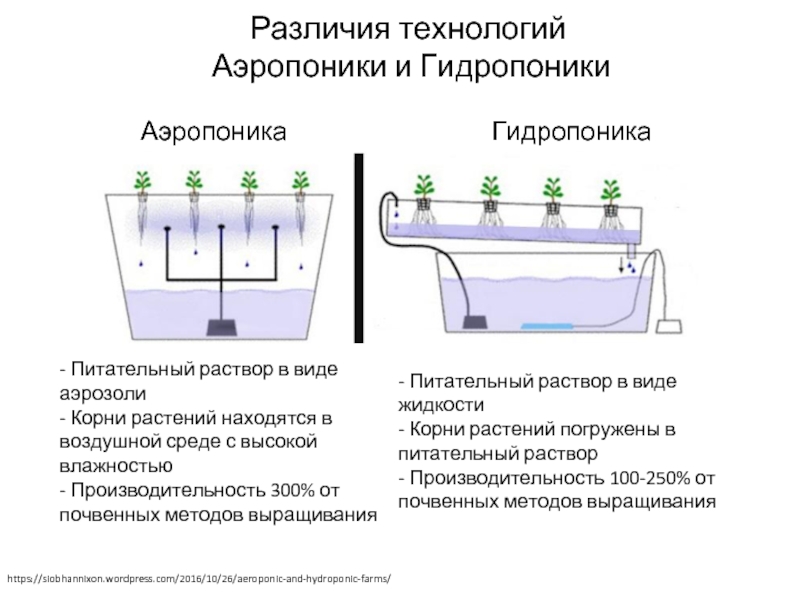 Рассмотрите фотографию на которой изображен способ выращивания растений без почвы как называют этот