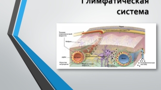 Глимфатическая система