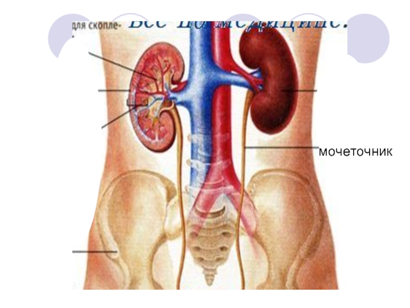 Местоположение почек в организме. Внутренние органы человека почки и мочеточник. Мочеточник расположение анатомия.