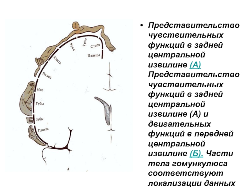 Схема общего плана строения сенсорных систем