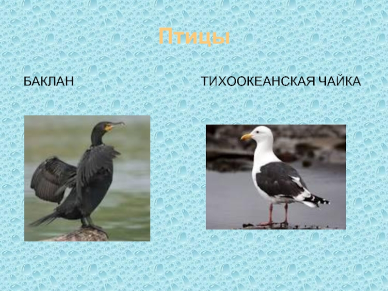 Баклан жаргон. Баклан и Чайка. Чайка Баклан птица. Чайка и Баклан отличия. Баклан птица белый и Чайка.