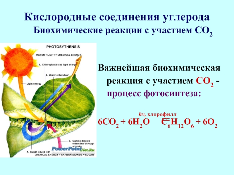 Кислородные соединения углерода 9. Кислородные соединения углерода конспект. Кислородные соединения углерода 9 класс. Биохимическое реакция фотосинтеза. Применение кислородных соединений углерода.