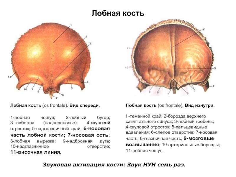 Лобная кость анатомия рисунок