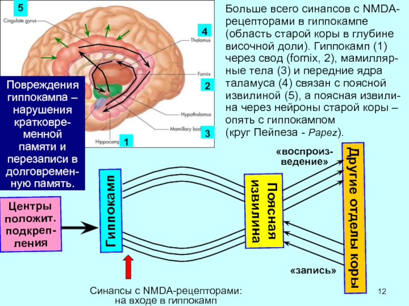 Повреждение гиппокампа. Структура гиппокампа. Гиппокамп аммонов Рог. Строение мозга человека гиппокамп. Гиппокамп анатомия функции.
