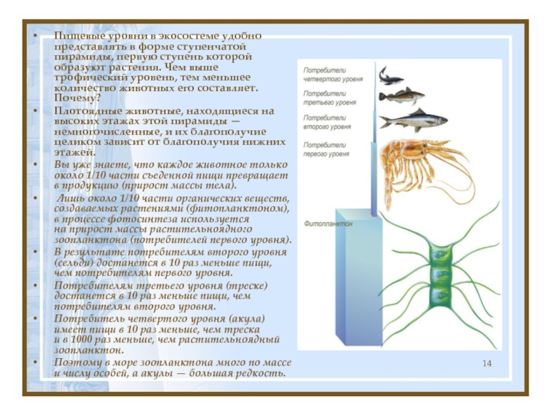 Фитопланктон трофический уровень. Образующая живыми организмами. Описание живых организмов в лабораторных условиях.