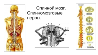 Спинной мозг. Спинномозговые нервы