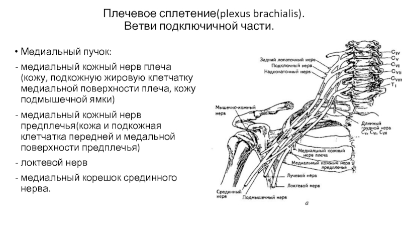 Шейное сплетение анатомия. Короткие ветви плечевого сплетения таблица. Медиальный пучок подключичной части плечевого сплетения. Нервы медиального пучка плечевого сплетения. Ветви подключичной части плечевого сплетения.