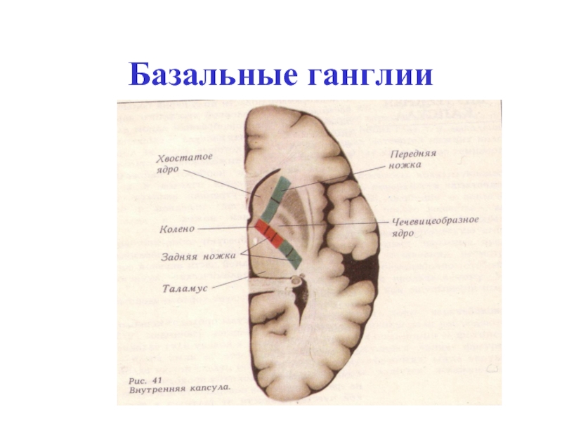 Базальные ганглии строение рисунок