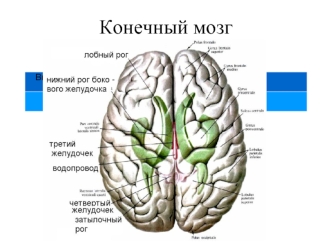 Конечный мозг