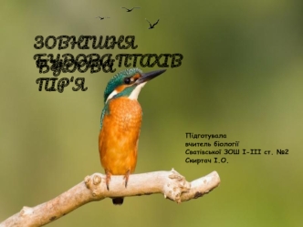 Зовнішня будова птахів, будова пір‘я