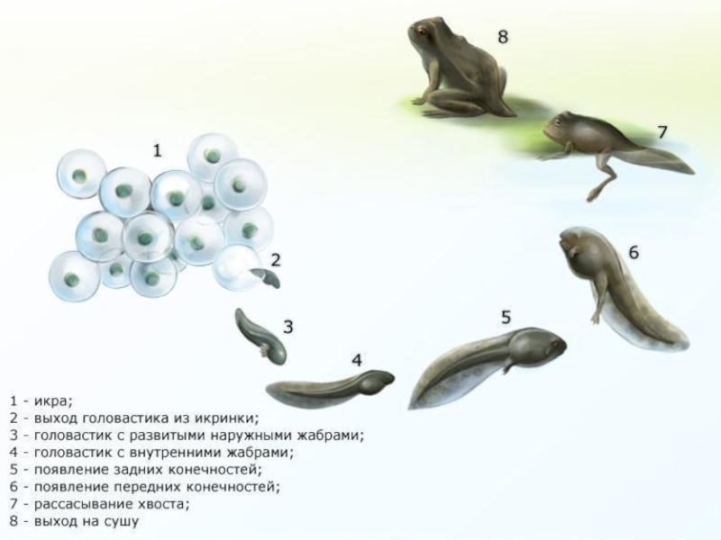От икринки до лягушки проект