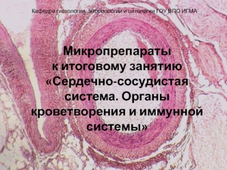 Сердечно-сосудистая система. Органы кроветворения и иммунной системы (Микропрепараты)
