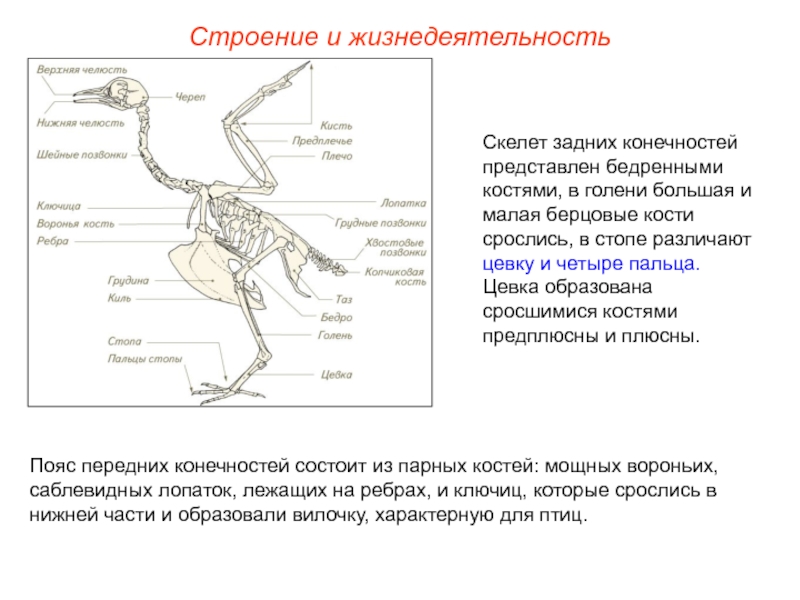 Скелет птицы пояс передних конечностей. Строение костей конечностей птицы. Строение цевка у птиц. Строение задней конечности птицы. Кости задних конечностей птицы.