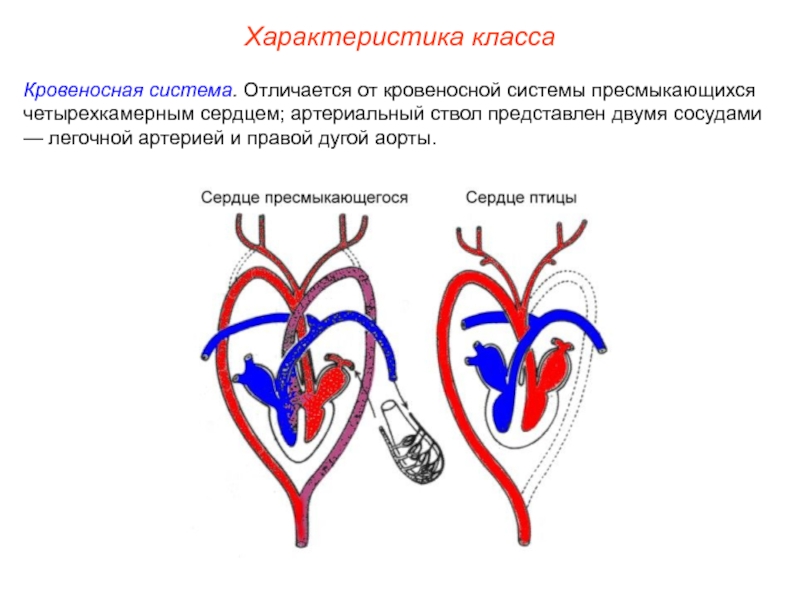 Кровеносная система рептилий рисунок