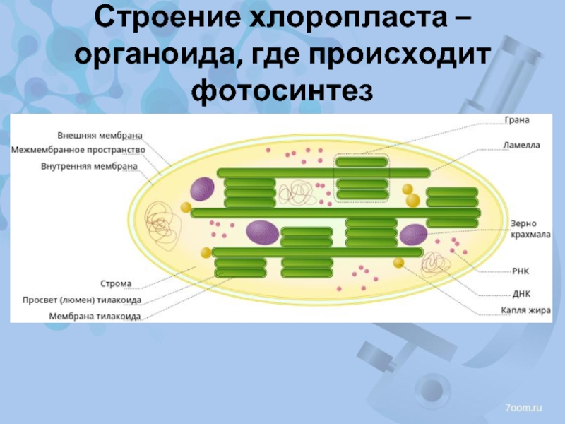 Функция органоида хлоропласт