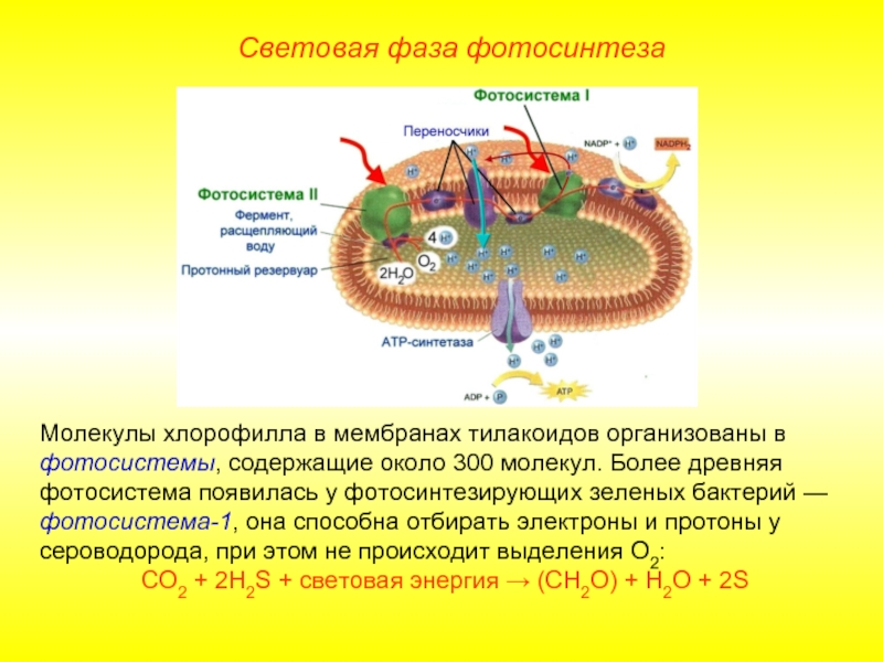 Преобразование энергии света при фотосинтезе схема