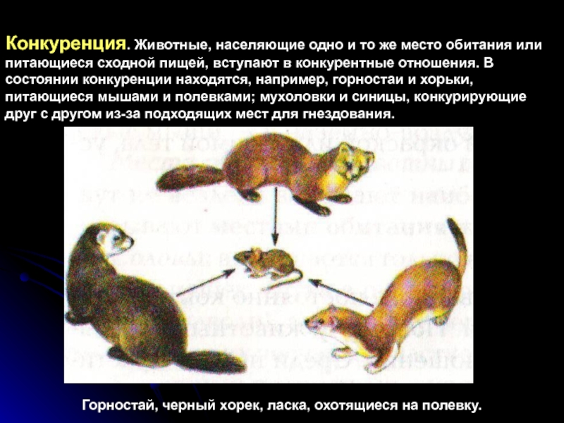 Примером конкуренции организмов является. Конкурентные отношения животных. Межвидовая конкуренция примеры. Конкурентные отношения в биологии. Конкурентные взаимоотношения.