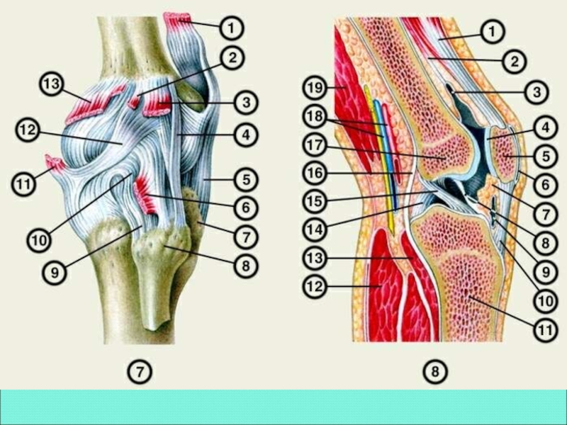 Сустав человека строение анатомия. Коленный сустав строение связки коленного сустава. Строение сухожилий коленного сустава. Связки коленного сустава анатомия. Строение колена связки и мышцы сбоку.