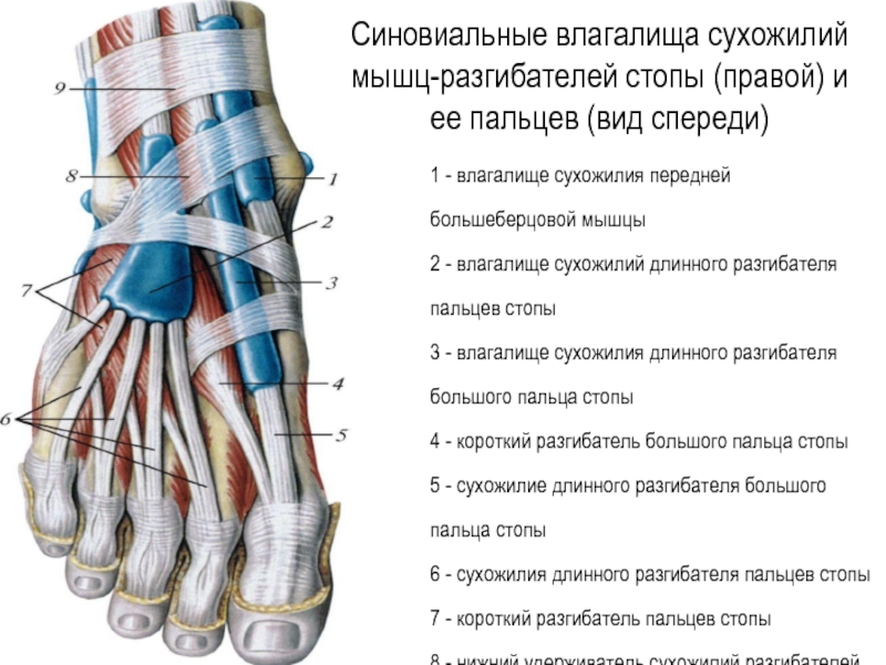 Сухожилия большого пальца стопы. Длинный разгибатель большого пальца стопы. Длинный разгибатель большого пальца стопы анатомия. Сухожилие длинного разгибателя большого пальца стопы. Разгибатель 1 пальца стопы.