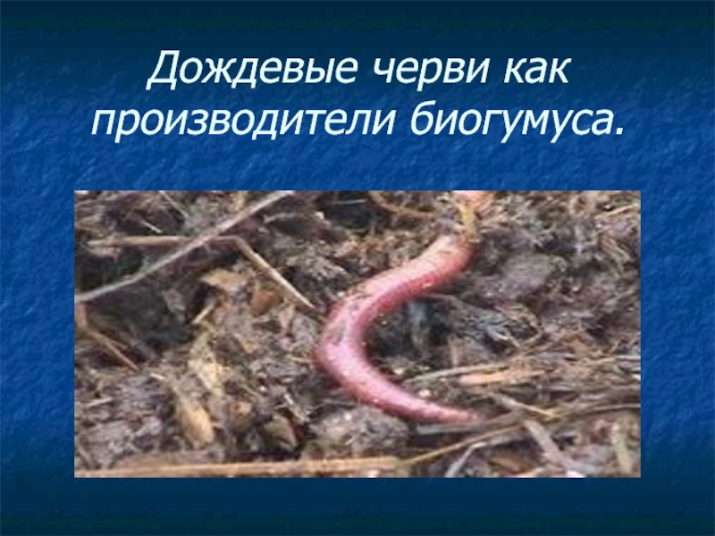Сообщение о червях. Дождевые черви для биогумуса. Дождевой червь презентация. Дождевые черви и почвообразование.