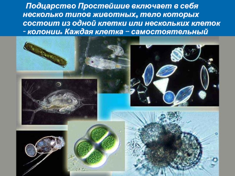 Подцарство простейшие презентация