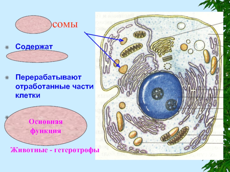 Какая основная часть клетки. Части клетки. Клетка части клетки. Основные составляющие части клеток. Главные части клетки.