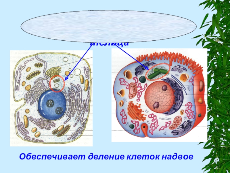 Деление клеток обеспечивает организму. Обеспечивает деление клетки. Жизнедеятельность животной клетки. Клеточный центр деление.