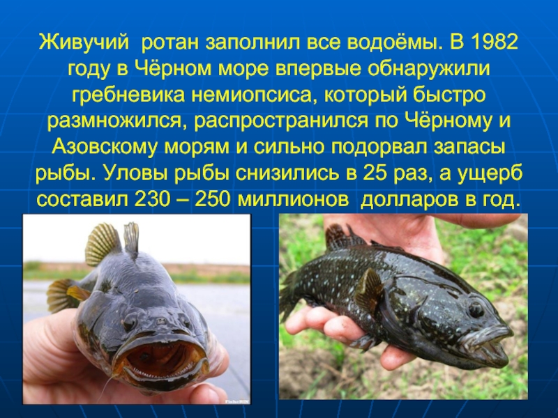 Рыба ротан фотографии и описание