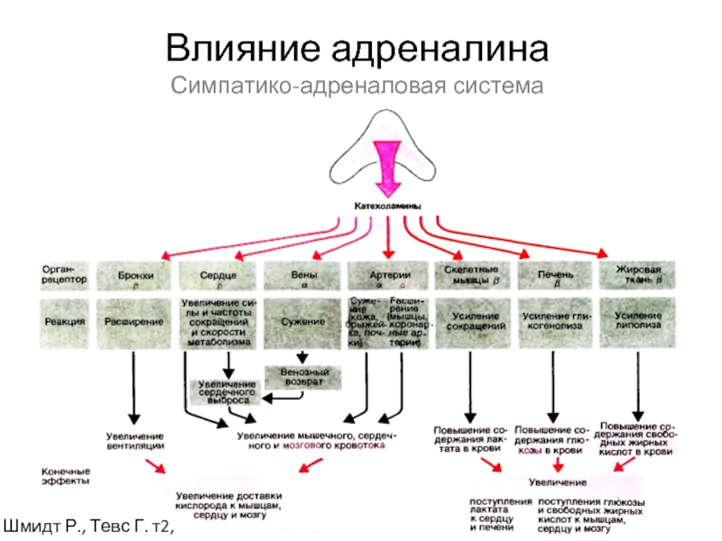 Система влияний. Влияние адреналина на бронхи. Влияние адреналина на организм ЕГЭ. Влияние адреналина на глаз. Общий план организации двигательной системы Шмидт и Тевс.