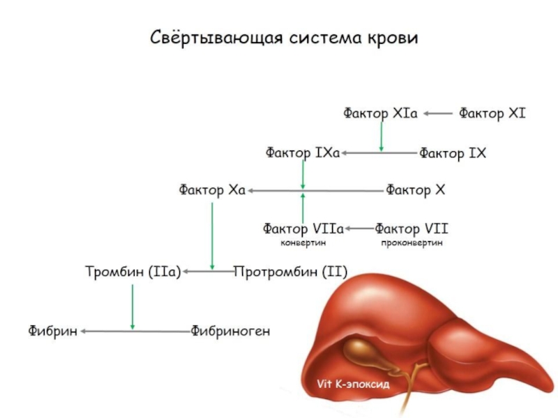 Ферменты свертывания крови