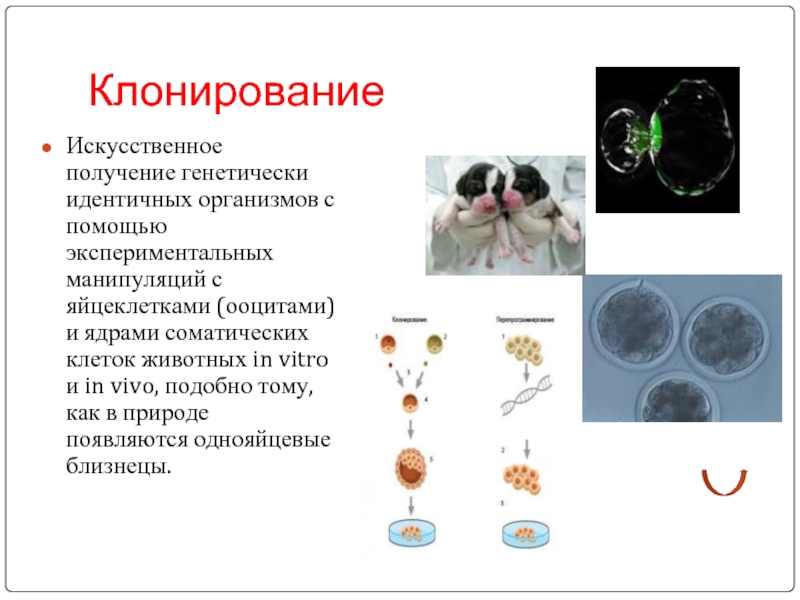 Генетически идентичными организмами. Клеточное клонирование. Клонирование организмов. Клонирование соматических клеток. Методы клонирования клеток.