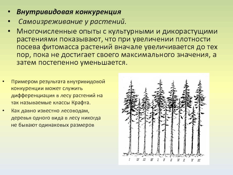 Конкуренция между видами. Внутривидовая конкуренция растений.