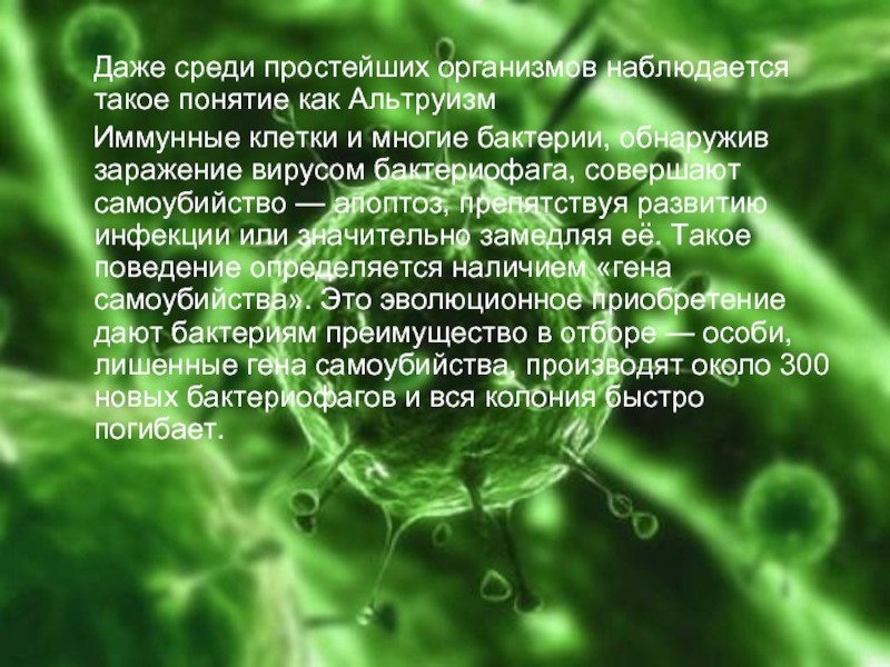 Наблюдается в организме. Альтруизм бактерий. Стихи про простейшие организмы. Бактериальный альтруизм. Презентация на тему что такое альтруизм по философии.