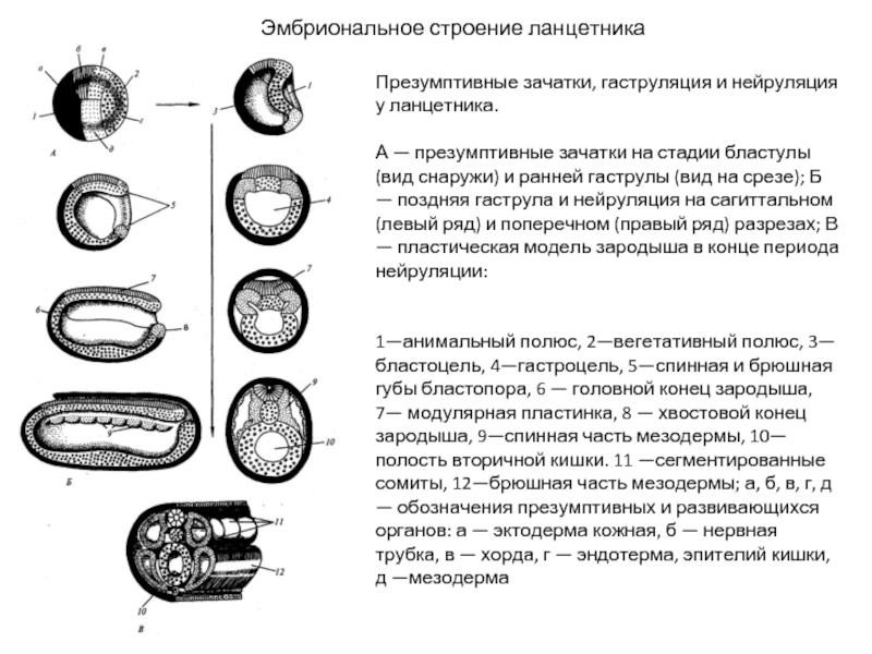 Эмбрион строение