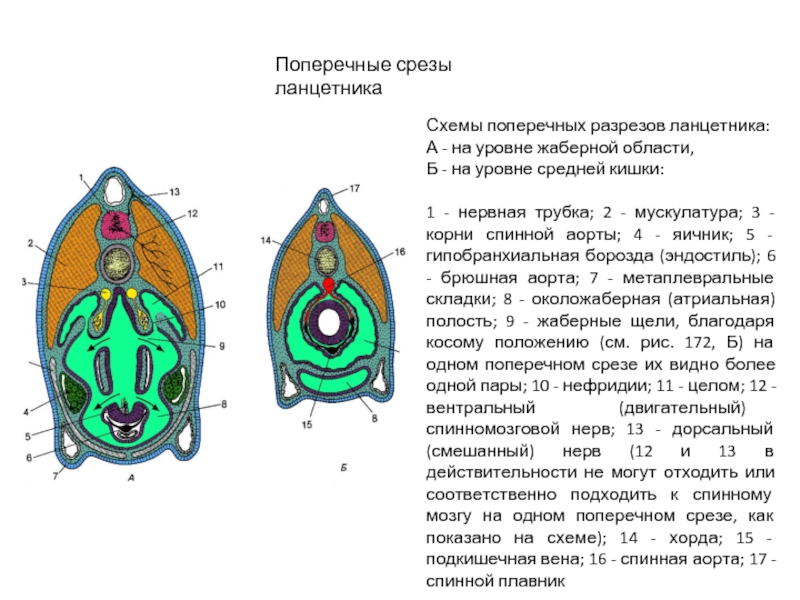 Атриальная полость