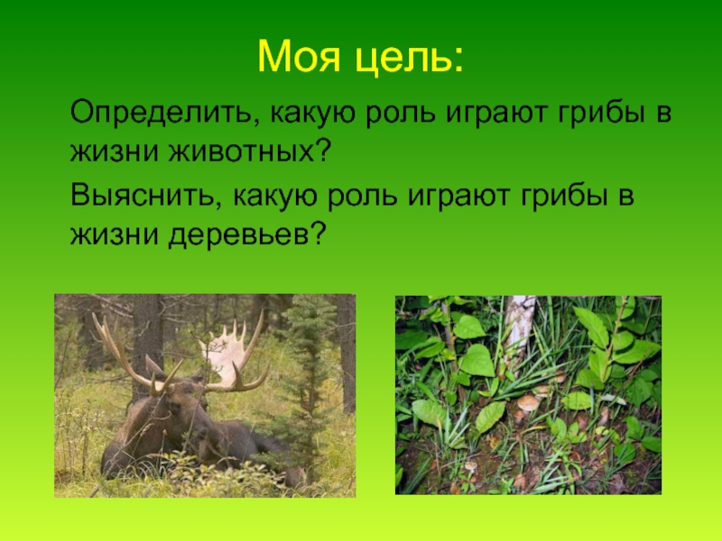 Роль деревьев в жизни грибов заключается. Какую роль играют грибы в жизни животных. Роль гриба в жизни животных. Какую роль в жизни леса и животных играют грибы. Роль дерева в жизни животных.