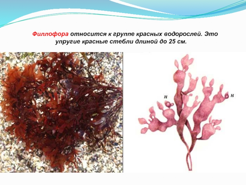 Красной водорослью является. Филлофора водоросль. Красные водоросли Филлофора. Филлофора курчавая. Филлофора перепончатолистная.
