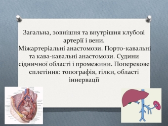 Загальна, зовнішня та внутрішня клубові артерії і вени