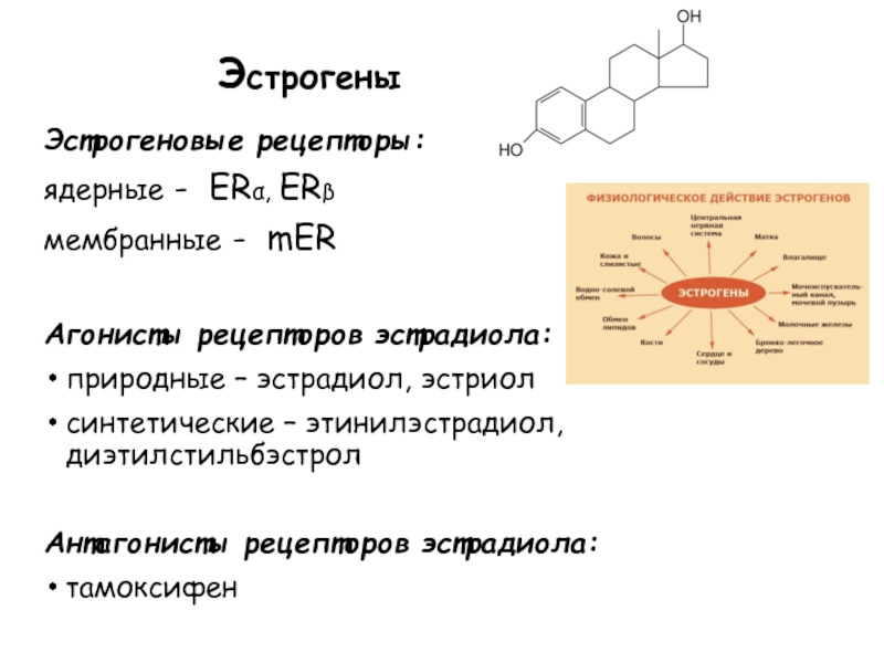 Эстрогены Эстрогеновые рецепторы: ядерные - ERα, ERβ мембранные - mER  Агонисты