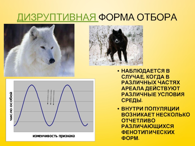 Формы естественного отбора презентация