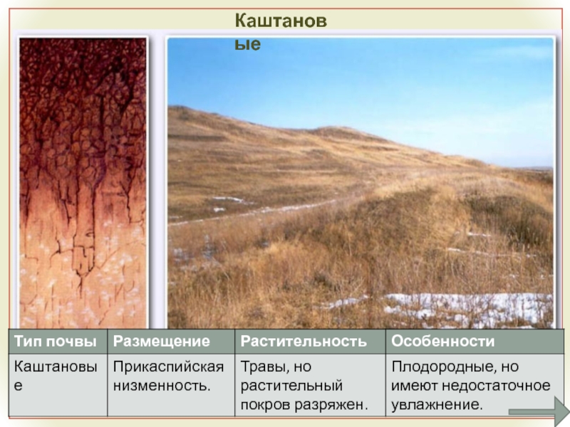 Каштановая где находится. Каштановые почвы степей России. Каштановые почвы растительность. Почвенный профиль светло каштановых почв. Тип растительности каштановых почв.