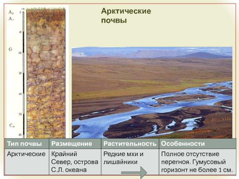 Характеристика почв арктических пустынь. Тип почвы в Арктике. Тип почв в арктических пустынях. Почвы арктических пустынь Евразии. Почвенный профиль арктических тундровых почв.