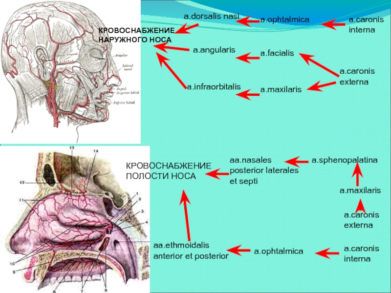 Реферат: Артерии головы и шеи. Артериальные анастомоза