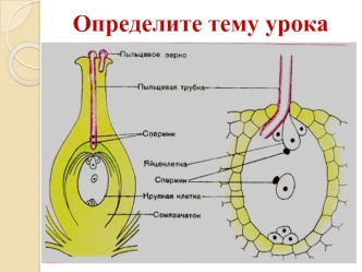 Оплодотворение у растений и животных