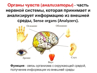 Органы чувств (анализаторы). Органы зрения