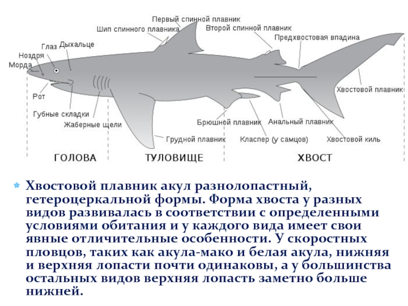 Практическое задание по теме Биологические особенности акул 