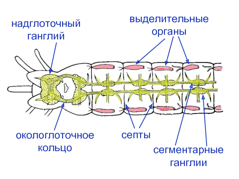 Органы выделительной системы червя. Строение выделительной системы многощетинковых червей. Строение выделительной системы кольчатых червей. Тип выделительной системы кольчатых червей. Строение выделительной системы дождевого червя.